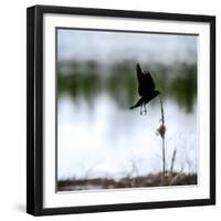 Red Wing Blackbird 4-Ursula Abresch-Framed Photographic Print