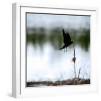 Red Wing Blackbird 4-Ursula Abresch-Framed Photographic Print