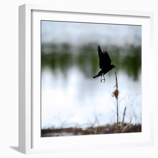 Red Wing Blackbird 4-Ursula Abresch-Framed Photographic Print