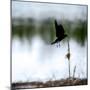 Red Wing Blackbird 4-Ursula Abresch-Mounted Photographic Print