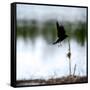 Red Wing Blackbird 4-Ursula Abresch-Framed Stretched Canvas