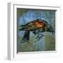 Red Wing Blackbird No. 1-John Golden-Framed Giclee Print