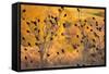 Red-Wing Blackbirds, Sunset, Santa Monica Mountains Nra, California-Rob Sheppard-Framed Stretched Canvas