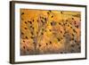 Red-Wing Blackbirds, Sunset, Santa Monica Mountains Nra, California-Rob Sheppard-Framed Photographic Print