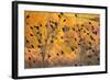 Red-Wing Blackbirds, Sunset, Santa Monica Mountains Nra, California-Rob Sheppard-Framed Photographic Print