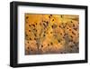 Red-Wing Blackbirds, Sunset, Santa Monica Mountains Nra, California-Rob Sheppard-Framed Photographic Print