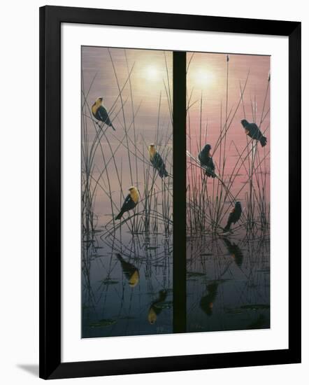 Red Winged and Yellow Headed Blackbirds-Jeff Tift-Framed Giclee Print