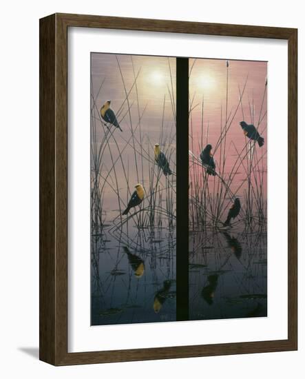 Red Winged and Yellow Headed Blackbirds-Jeff Tift-Framed Giclee Print