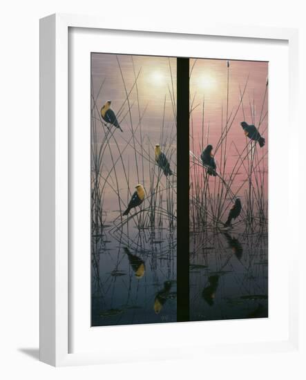 Red Winged and Yellow Headed Blackbirds-Jeff Tift-Framed Giclee Print