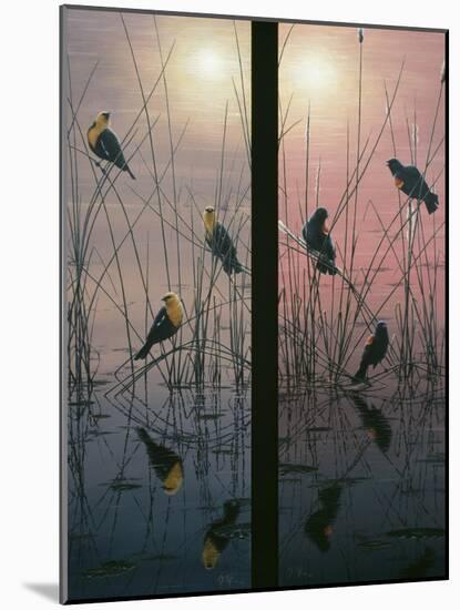 Red Winged and Yellow Headed Blackbirds-Jeff Tift-Mounted Giclee Print