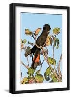 Red-Winged Black Cockatoo-Howard Ruby-Framed Photographic Print