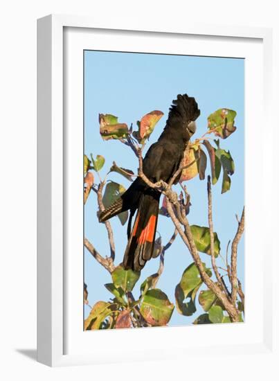 Red-Winged Black Cockatoo-Howard Ruby-Framed Photographic Print