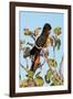 Red-Winged Black Cockatoo-Howard Ruby-Framed Photographic Print