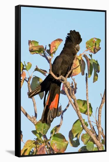 Red-Winged Black Cockatoo-Howard Ruby-Framed Stretched Canvas