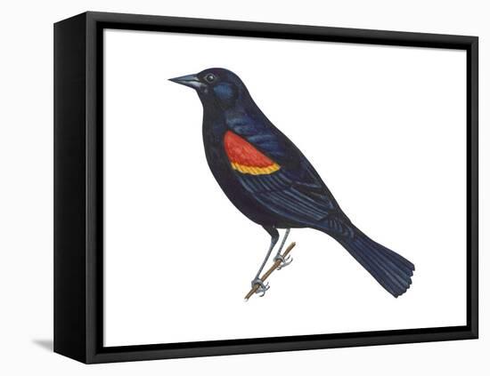 Red-Winged Blackbird (Agelaius Phoeniceus), Birds-Encyclopaedia Britannica-Framed Stretched Canvas