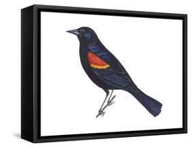 Red-Winged Blackbird (Agelaius Phoeniceus), Birds-Encyclopaedia Britannica-Framed Stretched Canvas