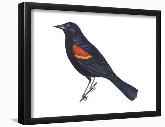 Red-Winged Blackbird (Agelaius Phoeniceus), Birds-Encyclopaedia Britannica-Framed Poster