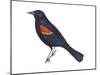 Red-Winged Blackbird (Agelaius Phoeniceus), Birds-Encyclopaedia Britannica-Mounted Poster