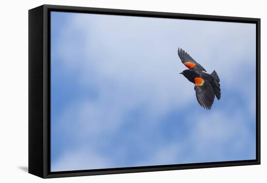 Red-Winged Blackbird (Agelaius Phoeniceus) in Flight, Washington, USA-Gary Luhm-Framed Stretched Canvas