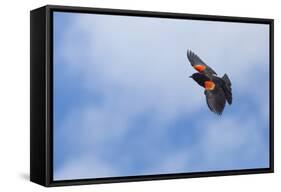 Red-Winged Blackbird (Agelaius Phoeniceus) in Flight, Washington, USA-Gary Luhm-Framed Stretched Canvas