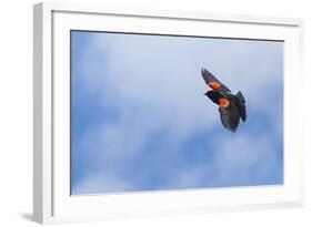 Red-Winged Blackbird (Agelaius Phoeniceus) in Flight, Washington, USA-Gary Luhm-Framed Photographic Print