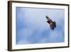 Red-Winged Blackbird (Agelaius Phoeniceus) in Flight, Washington, USA-Gary Luhm-Framed Photographic Print