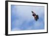 Red-Winged Blackbird (Agelaius Phoeniceus) in Flight, Washington, USA-Gary Luhm-Framed Photographic Print