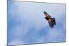 Red-Winged Blackbird (Agelaius Phoeniceus) in Flight, Washington, USA-Gary Luhm-Mounted Photographic Print