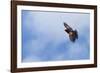 Red-Winged Blackbird (Agelaius Phoeniceus) in Flight, Washington, USA-Gary Luhm-Framed Photographic Print