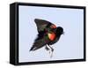 Red-Winged Blackbird Clings to Branch at Sunrise, Merritt Island, Florida, USA-Jim Zuckerman-Framed Stretched Canvas