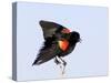 Red-Winged Blackbird Clings to Branch at Sunrise, Merritt Island, Florida, USA-Jim Zuckerman-Stretched Canvas