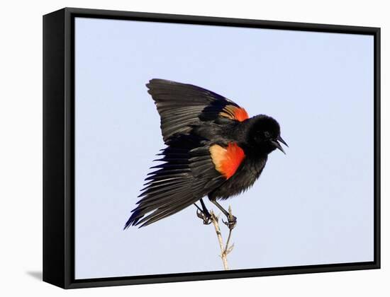 Red-Winged Blackbird Clings to Branch at Sunrise, Merritt Island, Florida, USA-Jim Zuckerman-Framed Stretched Canvas