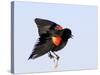 Red-Winged Blackbird Clings to Branch at Sunrise, Merritt Island, Florida, USA-Jim Zuckerman-Stretched Canvas