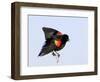 Red-Winged Blackbird Clings to Branch at Sunrise, Merritt Island, Florida, USA-Jim Zuckerman-Framed Photographic Print