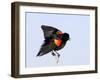 Red-Winged Blackbird Clings to Branch at Sunrise, Merritt Island, Florida, USA-Jim Zuckerman-Framed Photographic Print