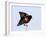 Red-Winged Blackbird Clings to Branch at Sunrise, Merritt Island, Florida, USA-Jim Zuckerman-Framed Photographic Print