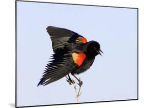 Red-Winged Blackbird Clings to Branch at Sunrise, Merritt Island, Florida, USA-Jim Zuckerman-Mounted Photographic Print