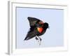 Red-Winged Blackbird Clings to Branch at Sunrise, Merritt Island, Florida, USA-Jim Zuckerman-Framed Photographic Print