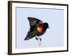 Red-Winged Blackbird Clings to Branch at Sunrise, Merritt Island, Florida, USA-Jim Zuckerman-Framed Photographic Print