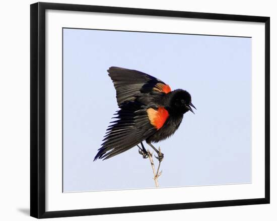 Red-Winged Blackbird Clings to Branch at Sunrise, Merritt Island, Florida, USA-Jim Zuckerman-Framed Photographic Print