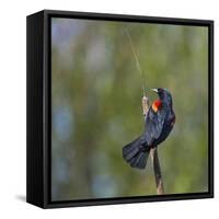 Red-winged Blackbird displaying red epaulettes on a cattail perch in Yarrow Bay on Lake Washington.-Gary Luhm-Framed Stretched Canvas