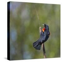 Red-winged Blackbird displaying red epaulettes on a cattail perch in Yarrow Bay on Lake Washington.-Gary Luhm-Stretched Canvas