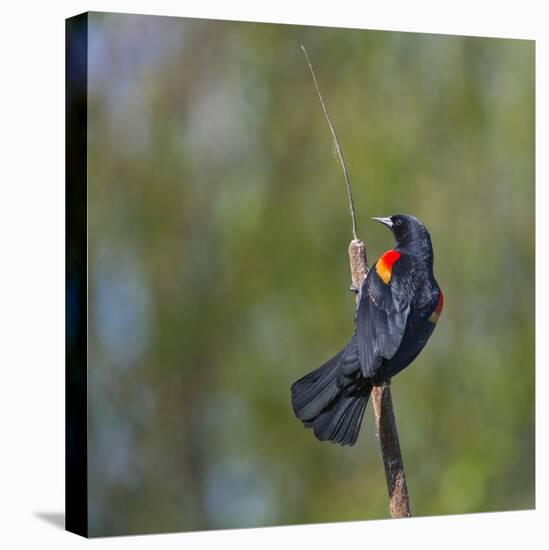 Red-winged Blackbird displaying red epaulettes on a cattail perch in Yarrow Bay on Lake Washington.-Gary Luhm-Stretched Canvas
