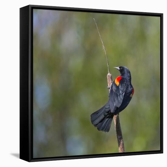 Red-winged Blackbird displaying red epaulettes on a cattail perch in Yarrow Bay on Lake Washington.-Gary Luhm-Framed Stretched Canvas