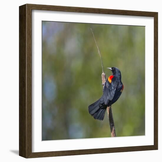 Red-winged Blackbird displaying red epaulettes on a cattail perch in Yarrow Bay on Lake Washington.-Gary Luhm-Framed Photographic Print