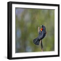 Red-winged Blackbird displaying red epaulettes on a cattail perch in Yarrow Bay on Lake Washington.-Gary Luhm-Framed Photographic Print