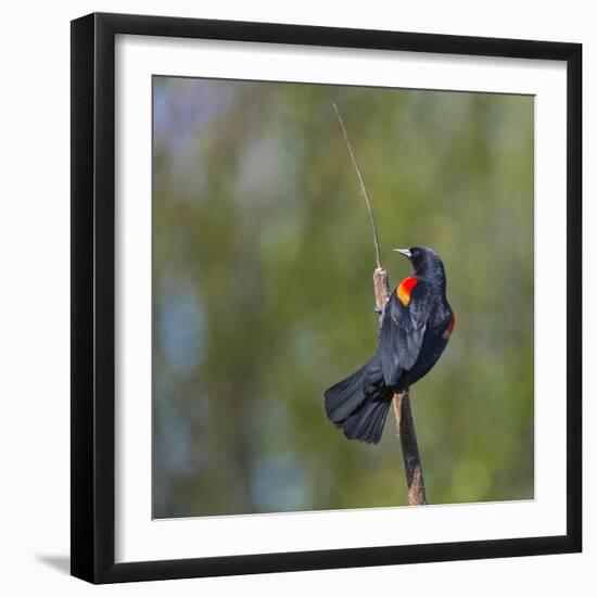 Red-winged Blackbird displaying red epaulettes on a cattail perch in Yarrow Bay on Lake Washington.-Gary Luhm-Framed Photographic Print