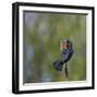 Red-winged Blackbird displaying red epaulettes on a cattail perch in Yarrow Bay on Lake Washington.-Gary Luhm-Framed Photographic Print
