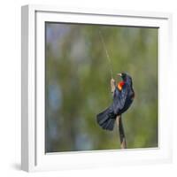 Red-winged Blackbird displaying red epaulettes on a cattail perch in Yarrow Bay on Lake Washington.-Gary Luhm-Framed Photographic Print