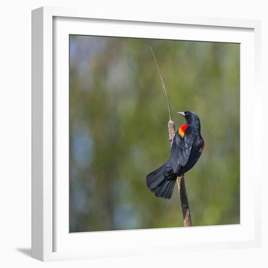 Red-winged Blackbird displaying red epaulettes on a cattail perch in Yarrow Bay on Lake Washington.-Gary Luhm-Framed Photographic Print